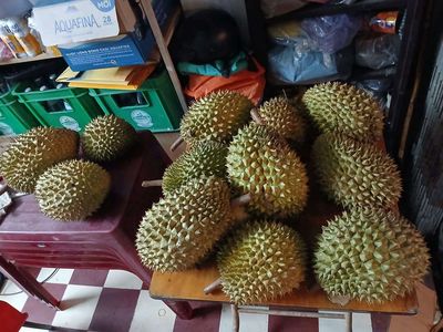 Sầu riêng Ri6 chín rụng tự nhiên