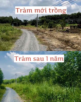 Mua Đất Tặng Vườn Trồng Tràm Gần Thu Hoạch Hơn 1,8ha, 2 Mặt Tiền, Ô To. Mua bán đất tại Huyện Bắc Tân Uyên Bình Dương được đăng bởi Tâm Vòng 