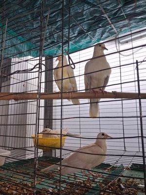 Giao lưu hoặc bán cặp pháp non đã tự ăn. Mua bán Chim tại Thành phố Thủ Đức Tp Hồ Chí Minh được đăng bởi Nguyễn Minh Phi