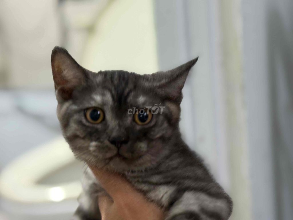 RÃ ĐÀN BẦY MÈO ANH LÔNG NGẮN/DÀI/MUNCHKIN. Mua bán Mèo tại Quận 8 Tp Hồ Chí Minh được đăng bởi Lazycat Room hình 2