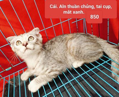 anh lông ngắn xinhiu