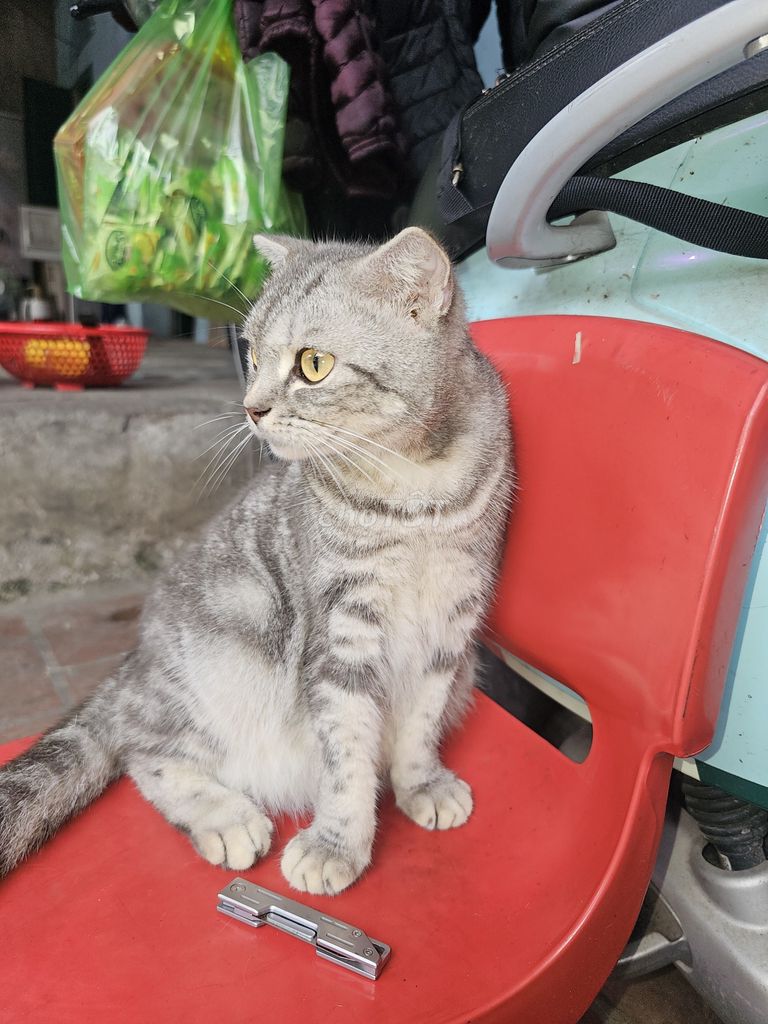 Mèo Anh lông ngắn Xám vằn cái. Mua bán Mèo tại Thị xã Từ Sơn Bắc Ninh được đăng bởi Lợi hình 1