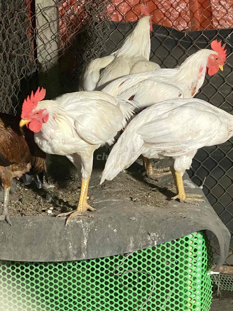 bầy gà tơ cần chia ae nuôi thêm trạng lớn.5xi con. Mua bán Gà tại Thành phố Thủ Dầu Một Bình Dương được đăng bởi minh hùng hình 1