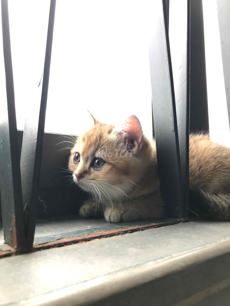 bán mèo cho ai thiện chí nuôi ( ưu tiên bắt cặp ). Mua bán Mèo tại Quận 11 Tp Hồ Chí Minh được đăng bởi Thành Nguyễn hình 4