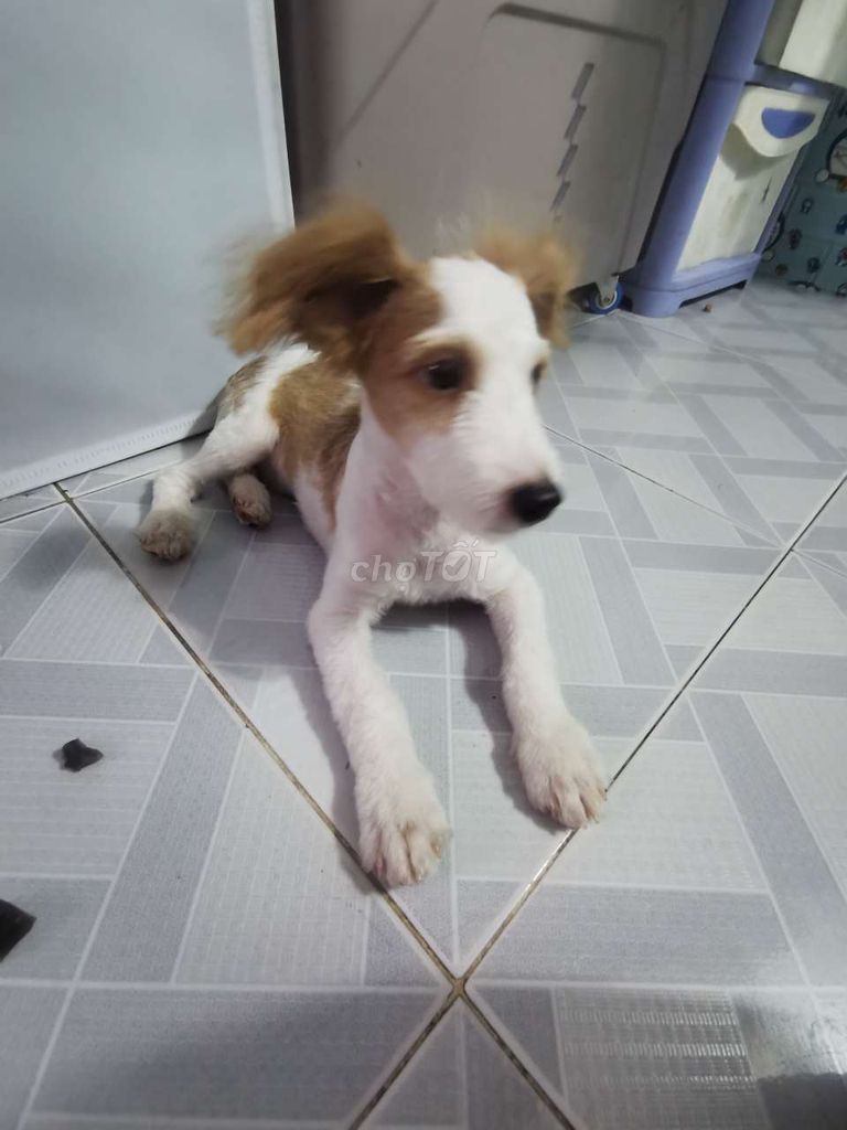 Chó Corgi 3 tháng Trắng Nâu. Mua bán Chó tại Thành phố Thủ Đức Tp Hồ Chí Minh được đăng bởi Ngọcnga hình 1