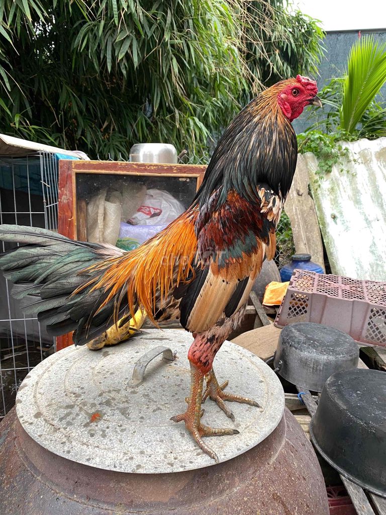 gà nòi. Mua bán Gà tại Thành phố Sa Đéc Đồng Tháp được đăng bởi gà tre hình 1