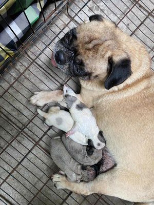 tìm nhà mới cho mấy be.hai trai hai gai. Mua bán Chó tại Quận 8 Tp Hồ Chí Minh được đăng bởi Minh Thuận