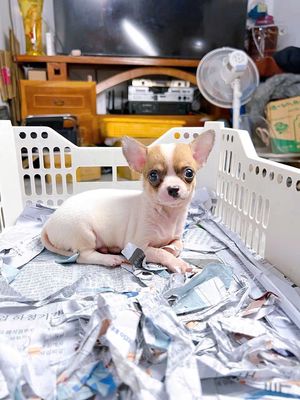 Chihuahua đực. Mua bán Chó tại Thành phố Dĩ An Bình Dương được đăng bởi Quỳnh
