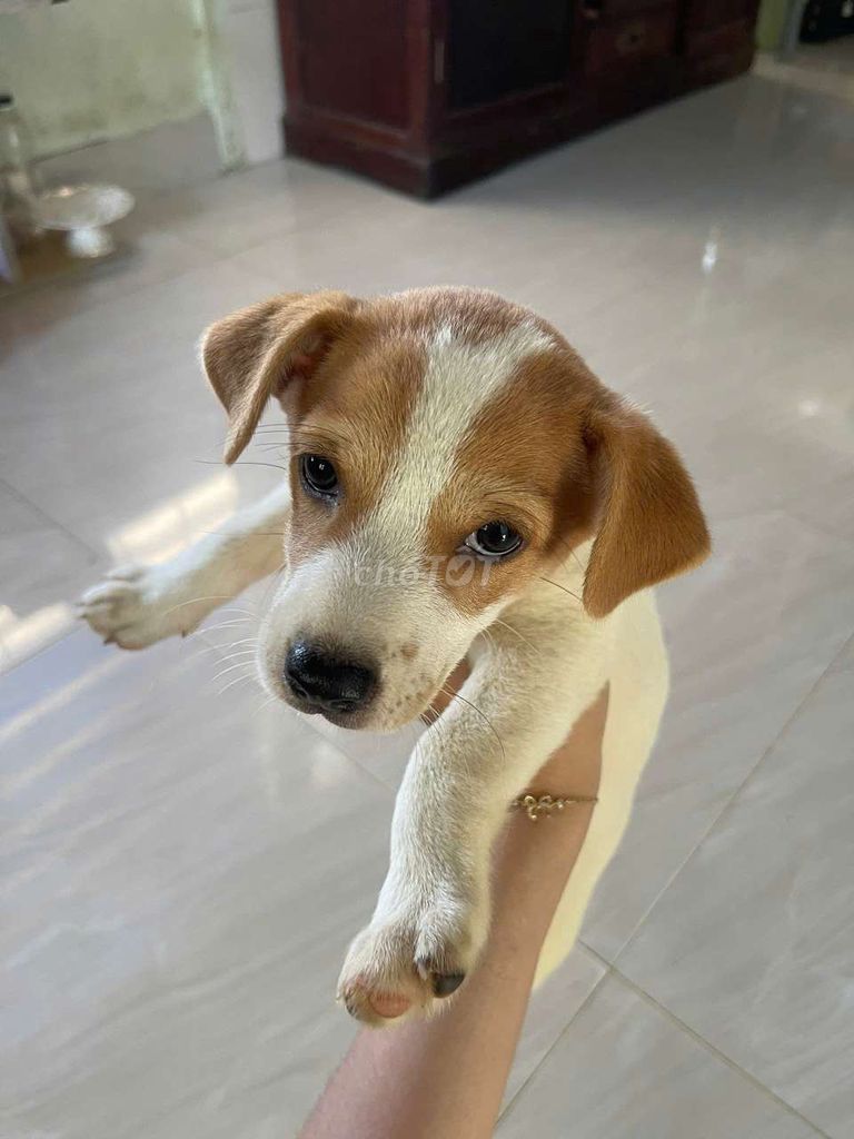Chó ta cái Trắng. Mua bán Chó tại Thành phố Huế Thừa Thiên Huế được đăng bởi Nguyễn Thu Cát hình 1