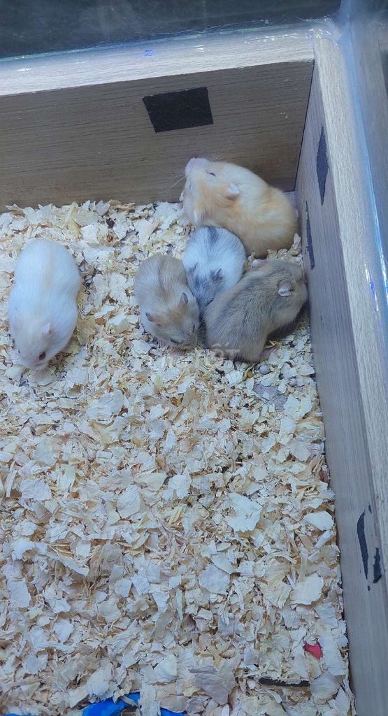 Chuột Hamster nhiều màu. Mua bán Thú cưng khác tại Huyện Hóc Môn Tp Hồ Chí Minh được đăng bởi TRƯƠNG THI BÍCH DIÊN  hình 1