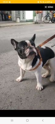 Chó Bull Pháp Đực Đen trắng 1 tuổi đã chích ngừa