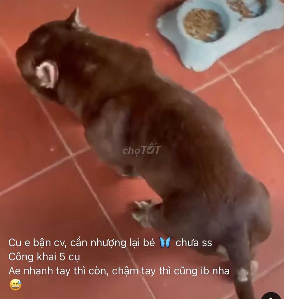 Chó Bully Cái Nâu. Mua bán Chó tại Huyện Ý Yên Nam Định được đăng bởi A hà hình 1