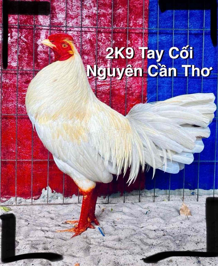 Hứa Hẹn Tha Em Dùm 3KG Tay Tròn