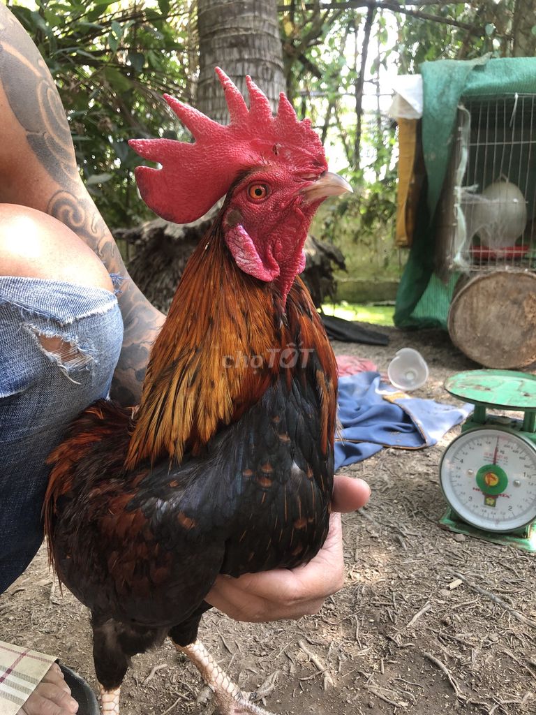 Gà Điều trống 8 tháng. Mua bán Gà tại Quận Bình Thuỷ Cần Thơ được đăng bởi Thie Thiecaafn hình 1
