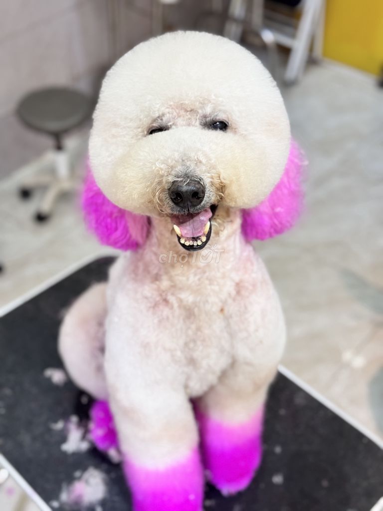 Chó Poodle Standard cái trưởng thành. Mua bán Chó tại Quận Gò Vấp Tp Hồ Chí Minh được đăng bởi Đông hình 1