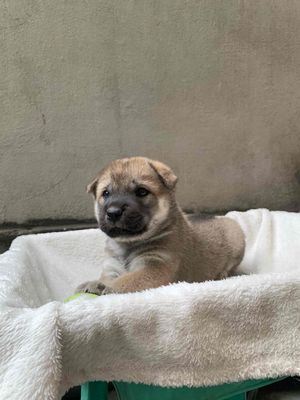 Mông cộc tịt tìm chủ💕