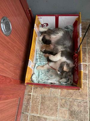 Đàn mèo ald , 1 mèo mẹ và 5 mèo con