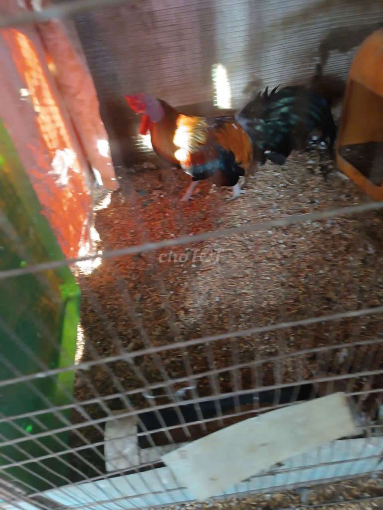 gà tre lai. Mua bán Gà tại Quận 5 Tp Hồ Chí Minh được đăng bởi Tâm Quang hình 1