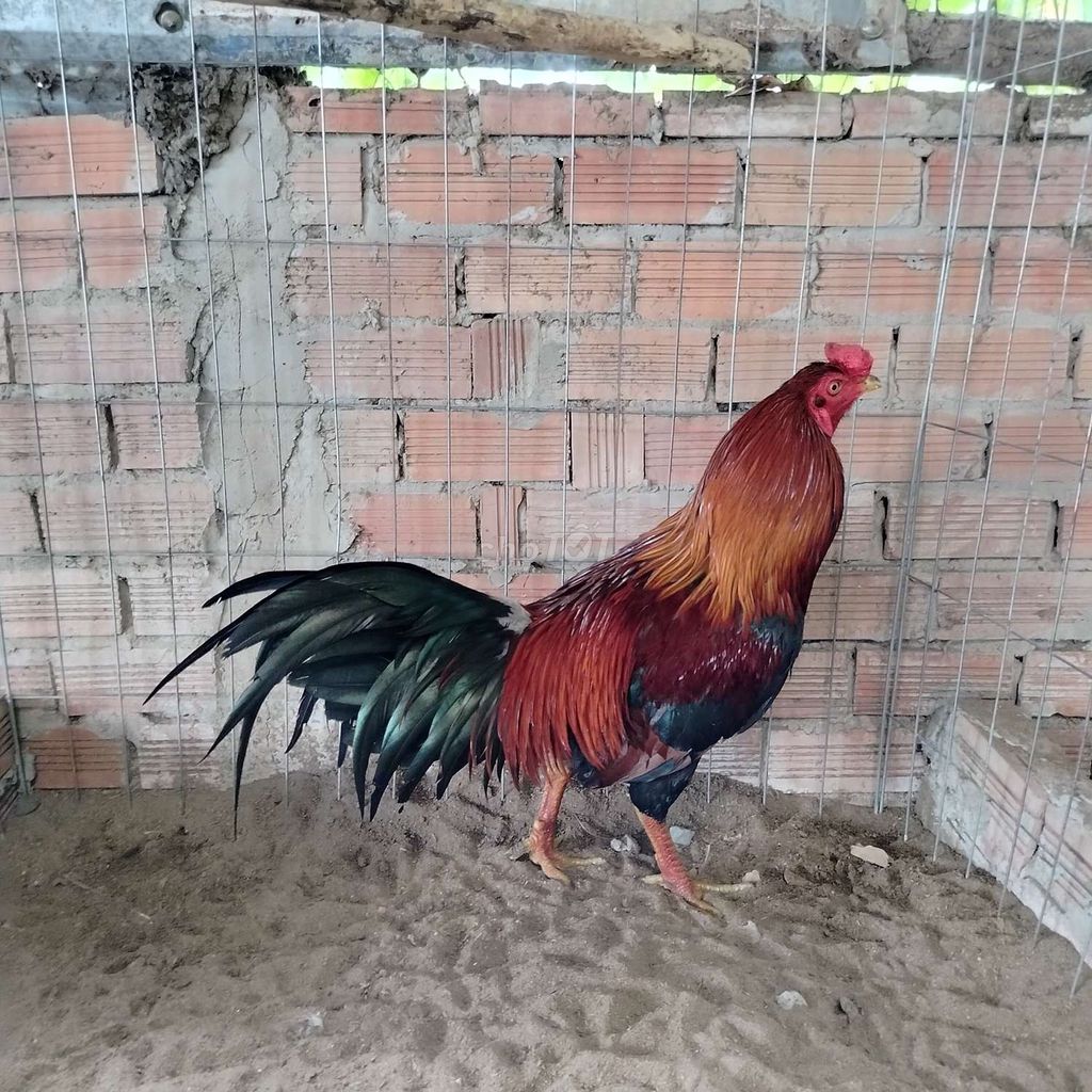 Tốp gà mới vô. Mua bán Gà tại Thành phố Sa Đéc Đồng Tháp được đăng bởi trại gà thái bảo hình 1