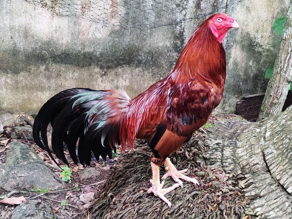 Gà vàng 3kg6