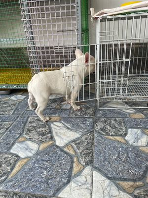 Bull Pháp cái cần tìm chủ mới