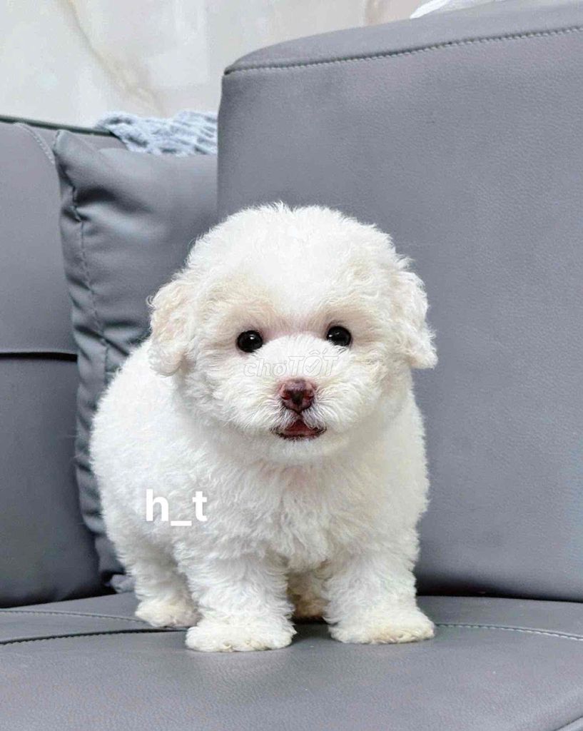 Chó Poodle trắng 2 tháng đã tiêm. Mua bán Chó tại Quận Bình Tân Tp Hồ Chí Minh được đăng bởi huỳnh thật  hình 1