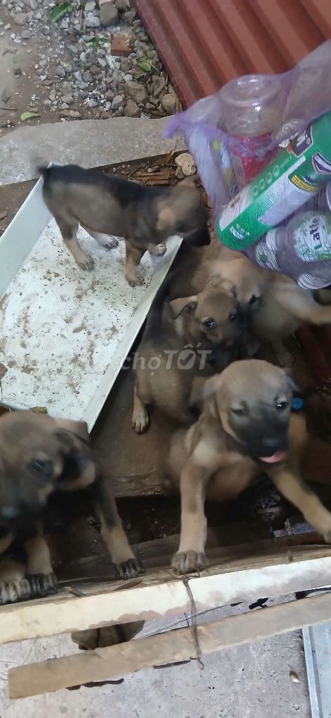 Chó Poodle Nâu đen Con Cả hai. Mua bán Chó tại Huyện Thường Tín Hà Nội được đăng bởi K cỐc hình 1