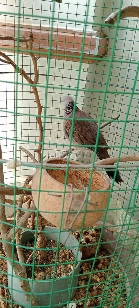 Chim cu gáy Nâu Khỏe mạnh. Mua bán Chim tại Thành phố Dĩ An Bình Dương được đăng bởi ĐINH NGỮ  hình 1