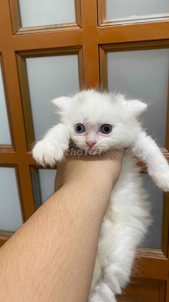 Mèo ALD x Angora mắt 2 màu xanh - vàng