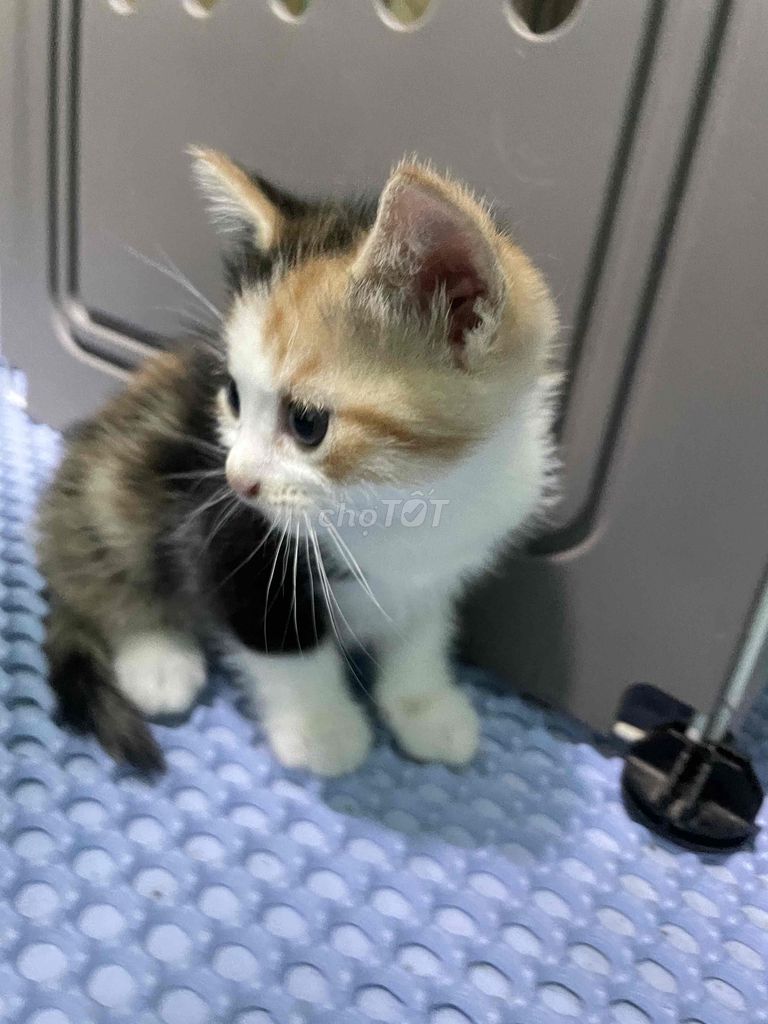 Mèo Anh lai Tam thể. Mua bán Mèo tại Thị xã Tân Uyên Bình Dương được đăng bởi Tường Vy hình 1