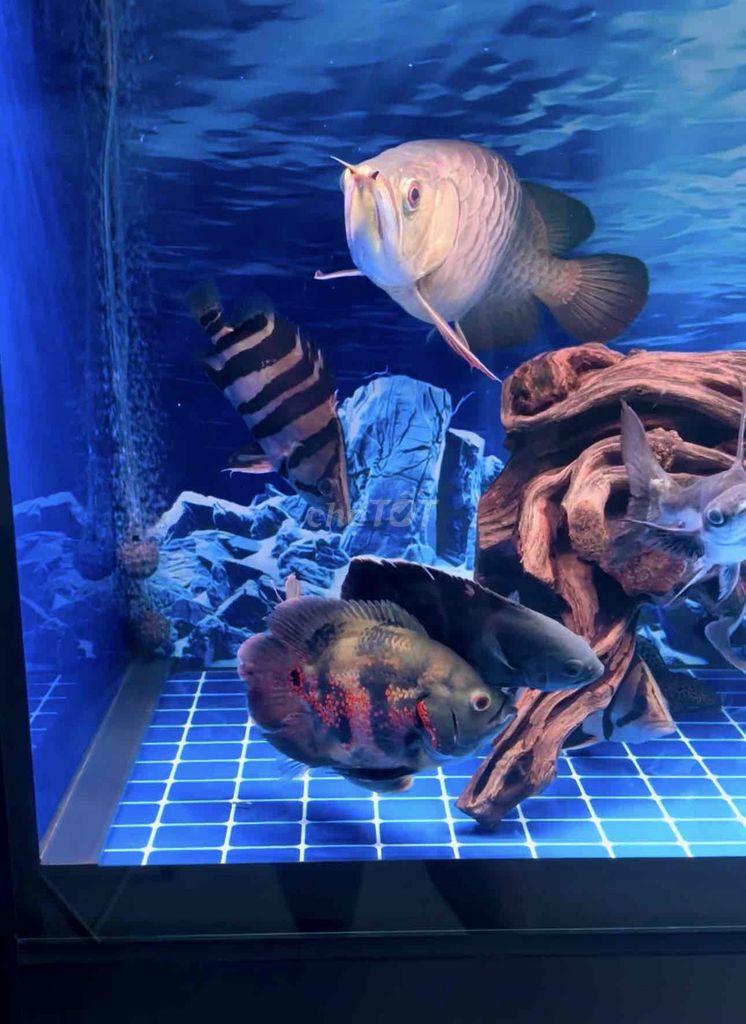 cá cảnh tai tượng châu phi tròn vo siêu ngắn. Mua bán Thú cưng khác tại Quận 8 Tp Hồ Chí Minh được đăng bởi Trần Vĩnh Khang hình 1