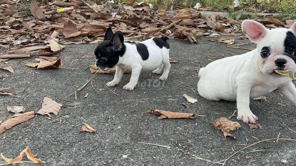 frenchbulldog - bull pháp bò sữa