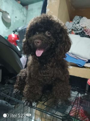 Poodle nâu sô cô la, 1 tuổi hơn. Mua bán Chó tại Thành phố Tây Ninh Tây Ninh được đăng bởi Hiền Phạm