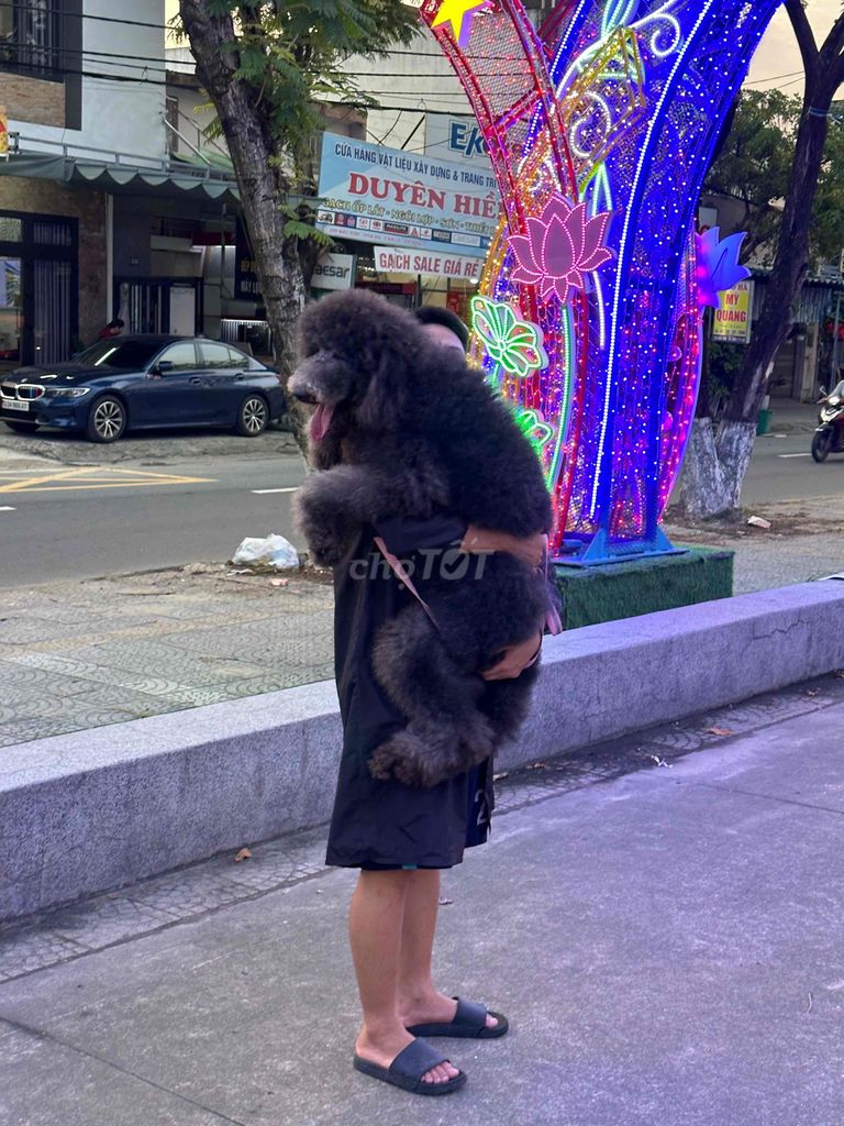 Chó Poodle khổng lồ Đen xám. Mua bán Chó tại Quận Cẩm Lệ Đà Nẵng được đăng bởi Nguyễn Hữu Anh Vũ hình 1