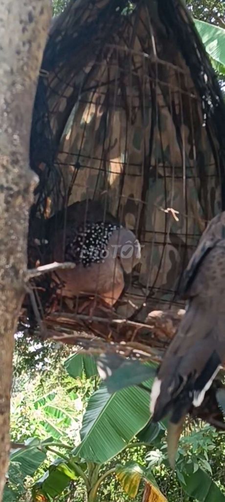 Chim cu gáy Malaysia khỏe mạnh. Mua bán Chim tại Huyện Trảng Bom Đồng Nai được đăng bởi Đỗ Được hình 1