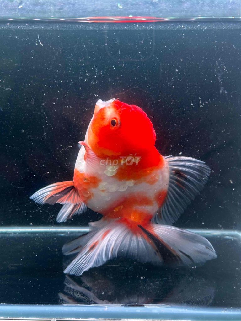 oranda lụa 3 ngón hơn giá 300 quá đẹp