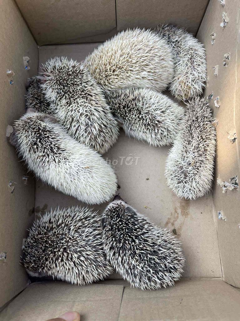 Nhím kiểng. Mua bán Thú cưng khác tại Quận Hai Bà Trưng Hà Nội được đăng bởi Hoàng Hà hình 1