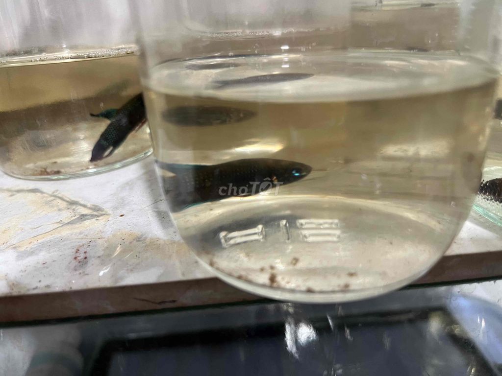 cá lia thia đồng đá. Mua bán Thú cưng khác tại Quận Tân Phú Tp Hồ Chí Minh được đăng bởi Vinh tuyết hình 1