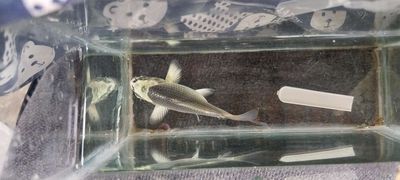Cá chép phi tần đỏ vây xám 8cm