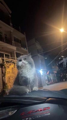 cần gả bé chân lùn cái