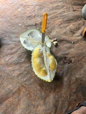 sầu riêng. Mua bán Đồ ăn, thực phẩm và các loại khác tại Huyện Trần Văn Thời Cà Mau được đăng bởi Hải My