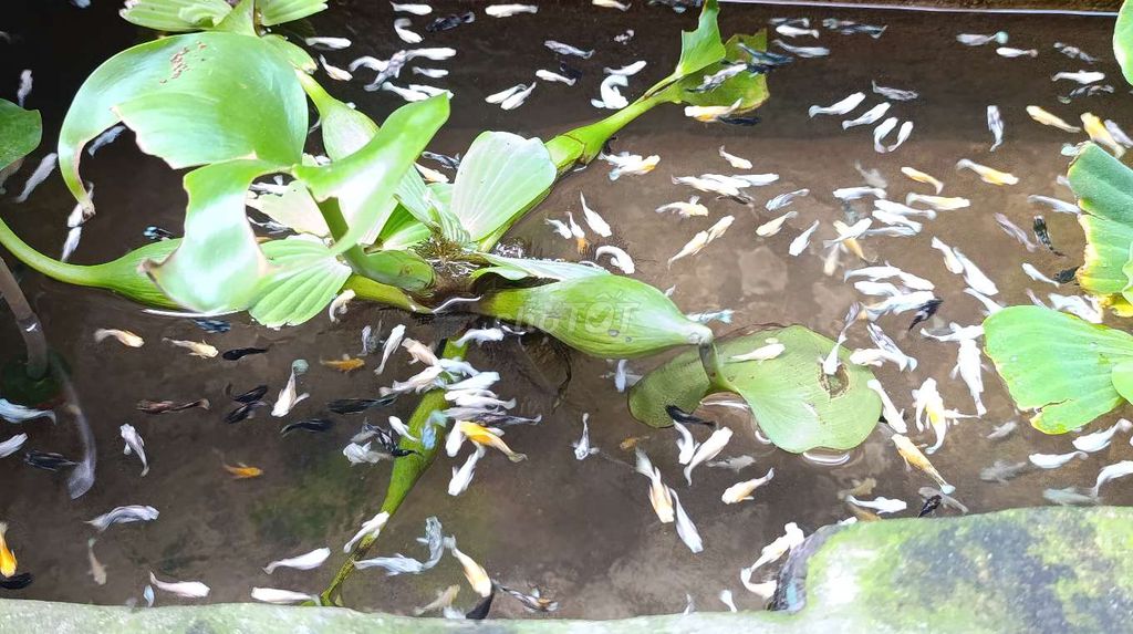 Cá Moly nhỏ lớn đa dạng. Mua bán Thú cưng khác tại Thành phố Thủ Dầu Một Bình Dương được đăng bởi Dung hình 1