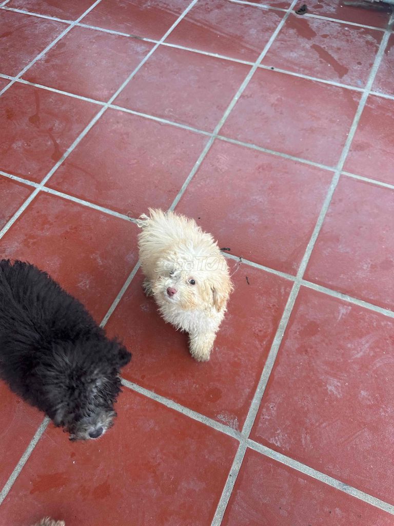 Chó Poodle đực 2 tháng tuổi. Mua bán Chó tại Quận Cẩm Lệ Đà Nẵng được đăng bởi bảo minh hình 1