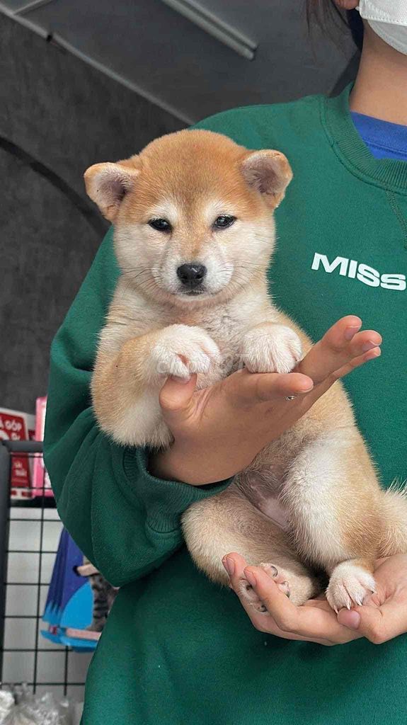 Chó shiba inu thuần chủng