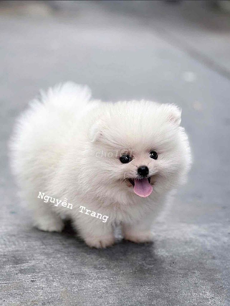 phốc sóc (pom) trắng tinh mini. Mua bán Chó tại Quận Bình Tân Tp Hồ Chí Minh được đăng bởi Trang  hình 4