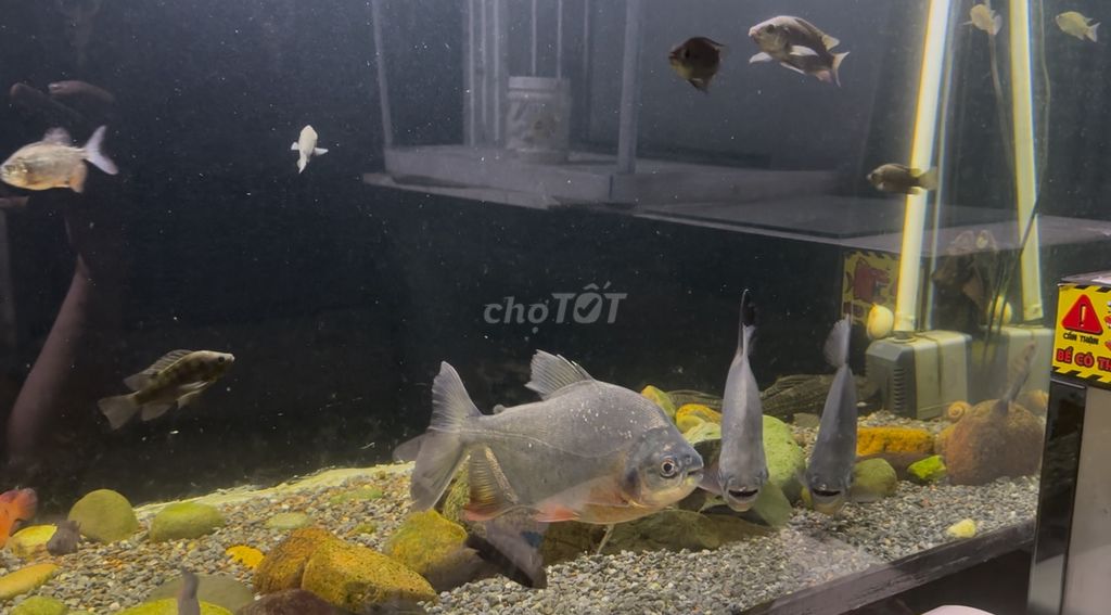 cá săn mồi pacu