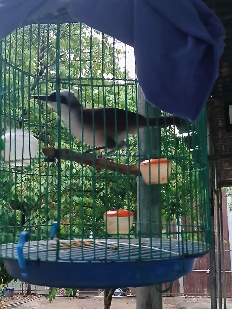 2năm Đen trắng. Mua bán Chim tại Thành phố Thuận An Bình Dương được đăng bởi Thu Linh Nguyễn Thị hình 1