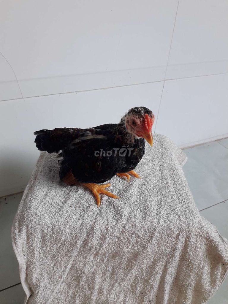 Gà con Đen Nâu Khỏe mạnh. Mua bán Gà tại Huyện Kế Sách Sóc Trăng được đăng bởi Giang Nguyen hình 1
