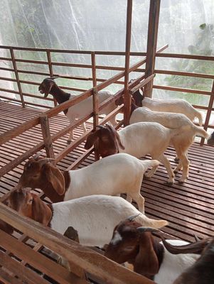 Bán bầy dê Boer 🐐 12 con. Mua bán Thú cưng khác tại Huyện Cao Lãnh Đồng Tháp được đăng bởi Anh Minh