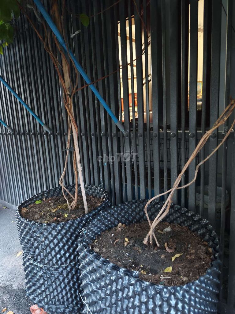 Bán cây hoa sử quân tử